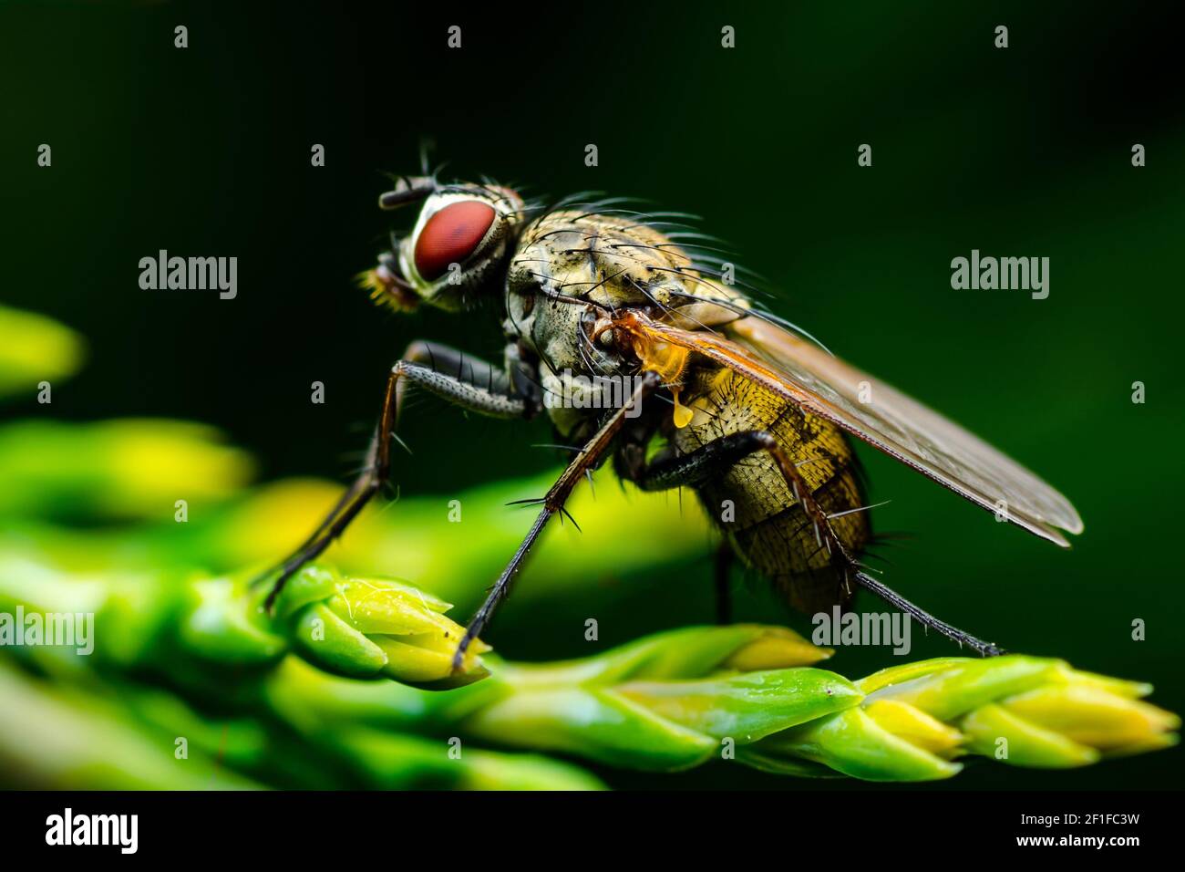 Exotische Drosophila Frucht Fliegen Diptera Parasit Insekt auf Pflanze auf Dunkler Hintergrund Stockfoto