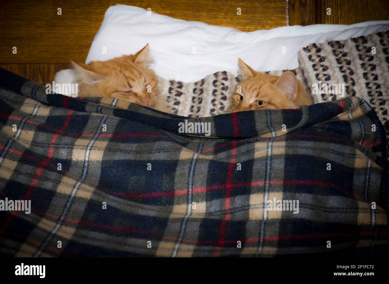 Gelbe flauschige Zwillinge Katzenbrüder Stockfoto