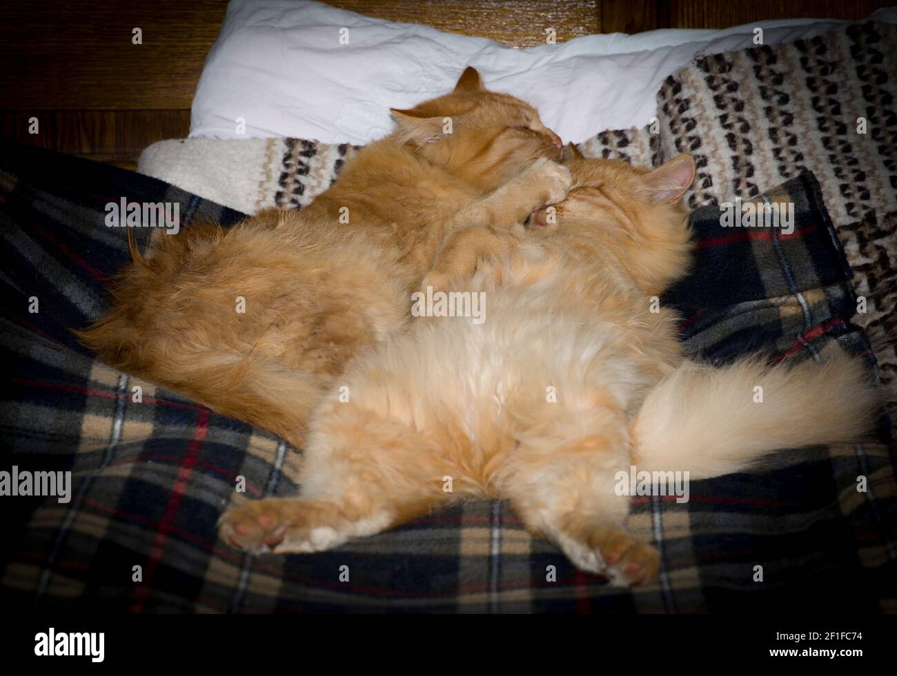 Gelbe flauschige Zwillinge Katzenbrüder Stockfoto