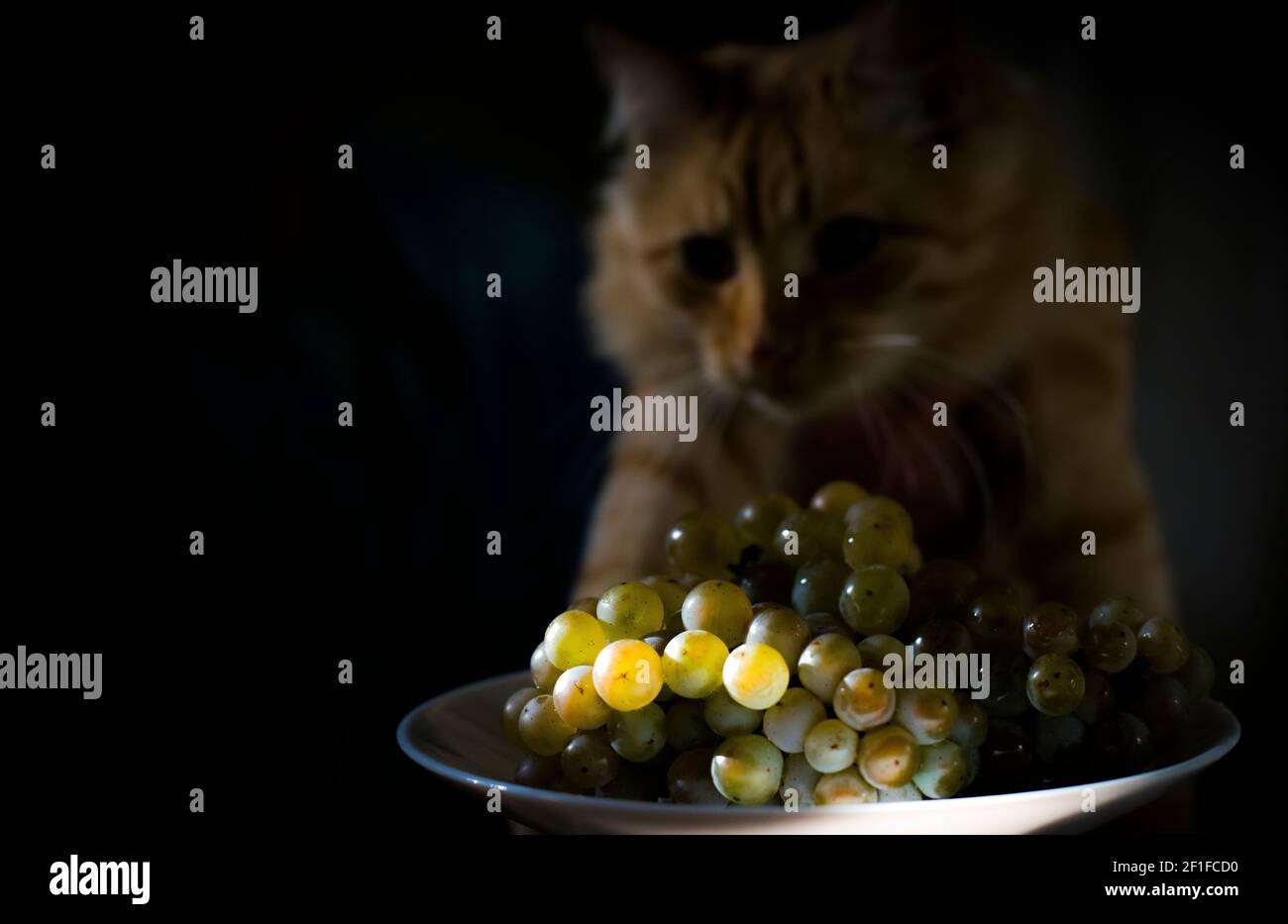Flauschige gelbe Katze, in der Nähe eines Strauchs riesling-Traube Stockfoto
