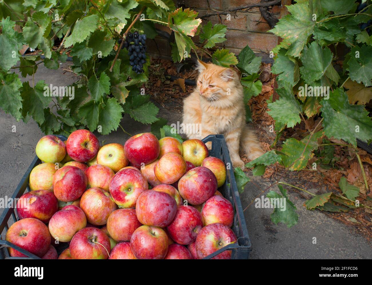 Rote flauschige Katze, ein Traubenbündel und eine Schachtel leuchtend roter Äpfel Stockfoto