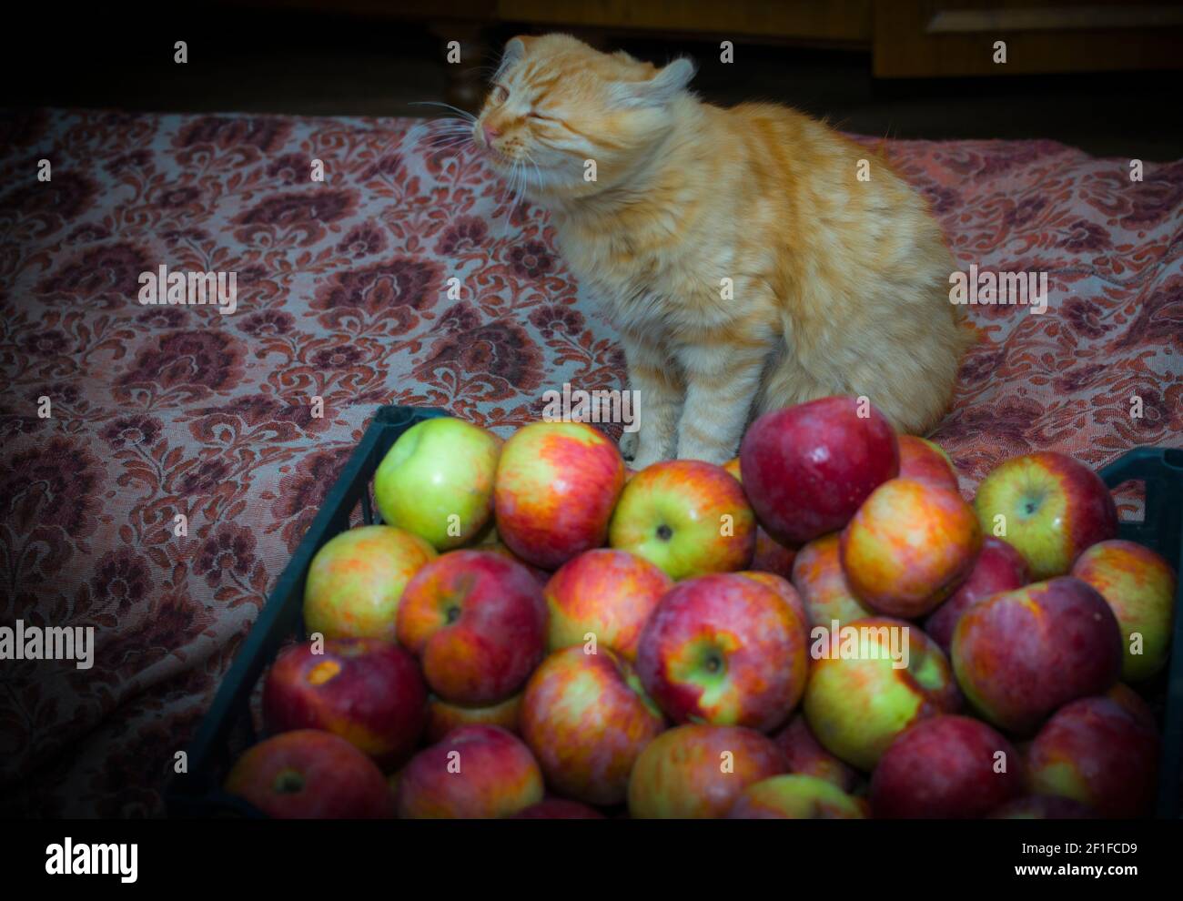 Rote flauschige Katze und eine Schachtel leuchtend roter Äpfel Stockfoto