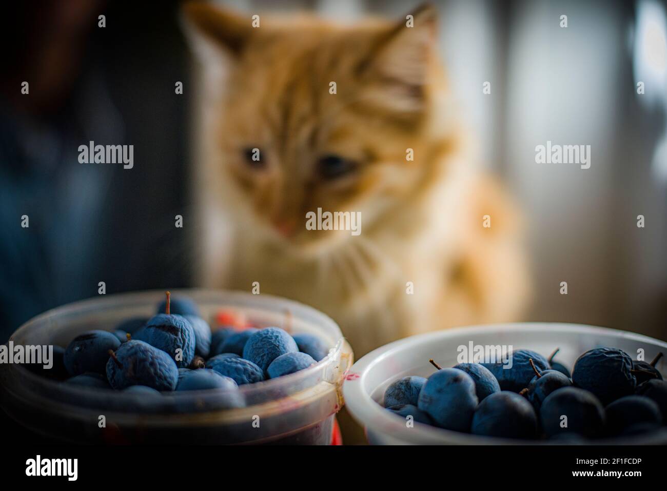 Schwarze Dornenfrüchte, mit roter flauschiger Katze im Hintergrund Stockfoto