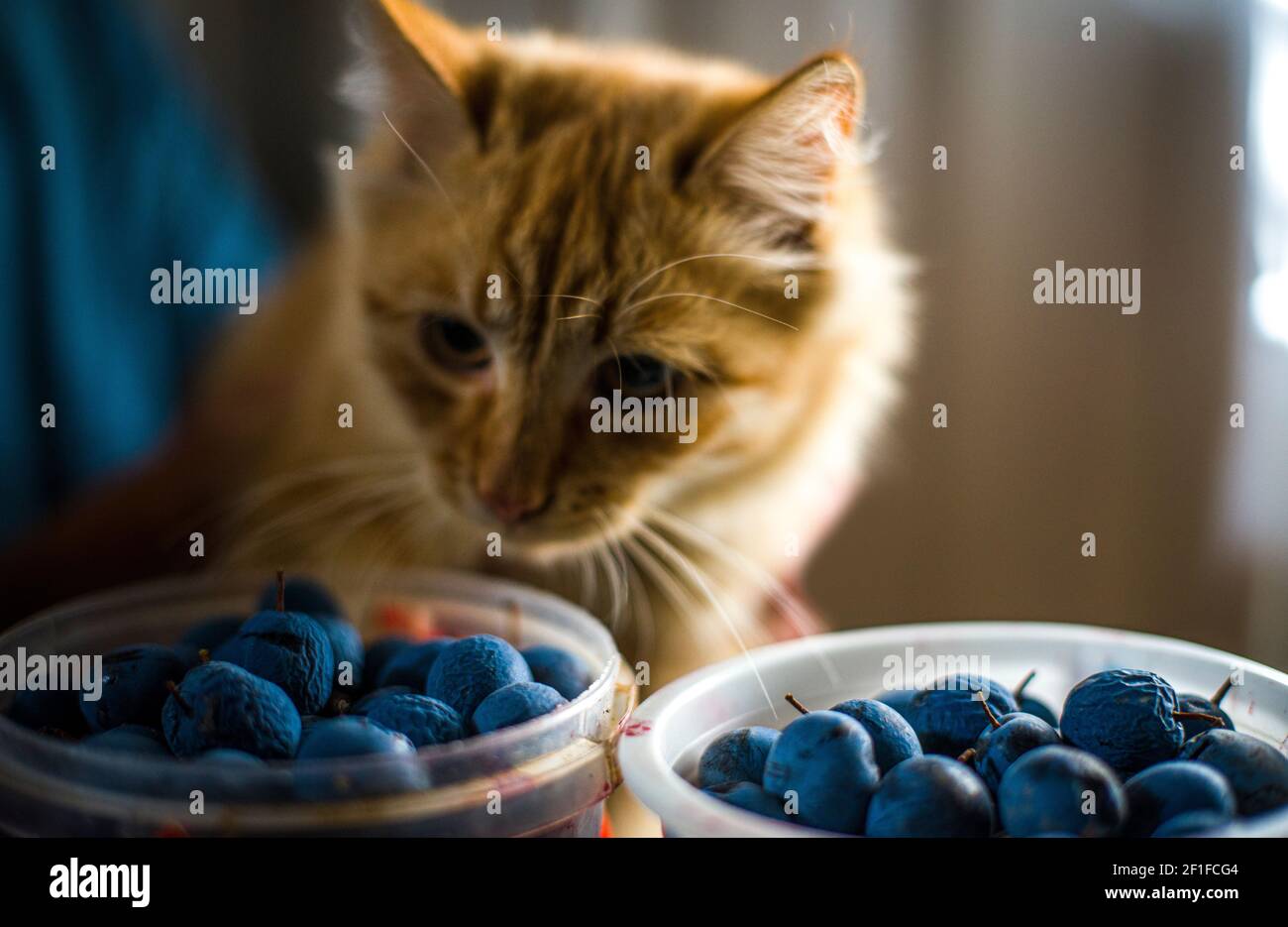Schwarze Dornenfrüchte, mit roter flauschiger Katze im Hintergrund Stockfoto
