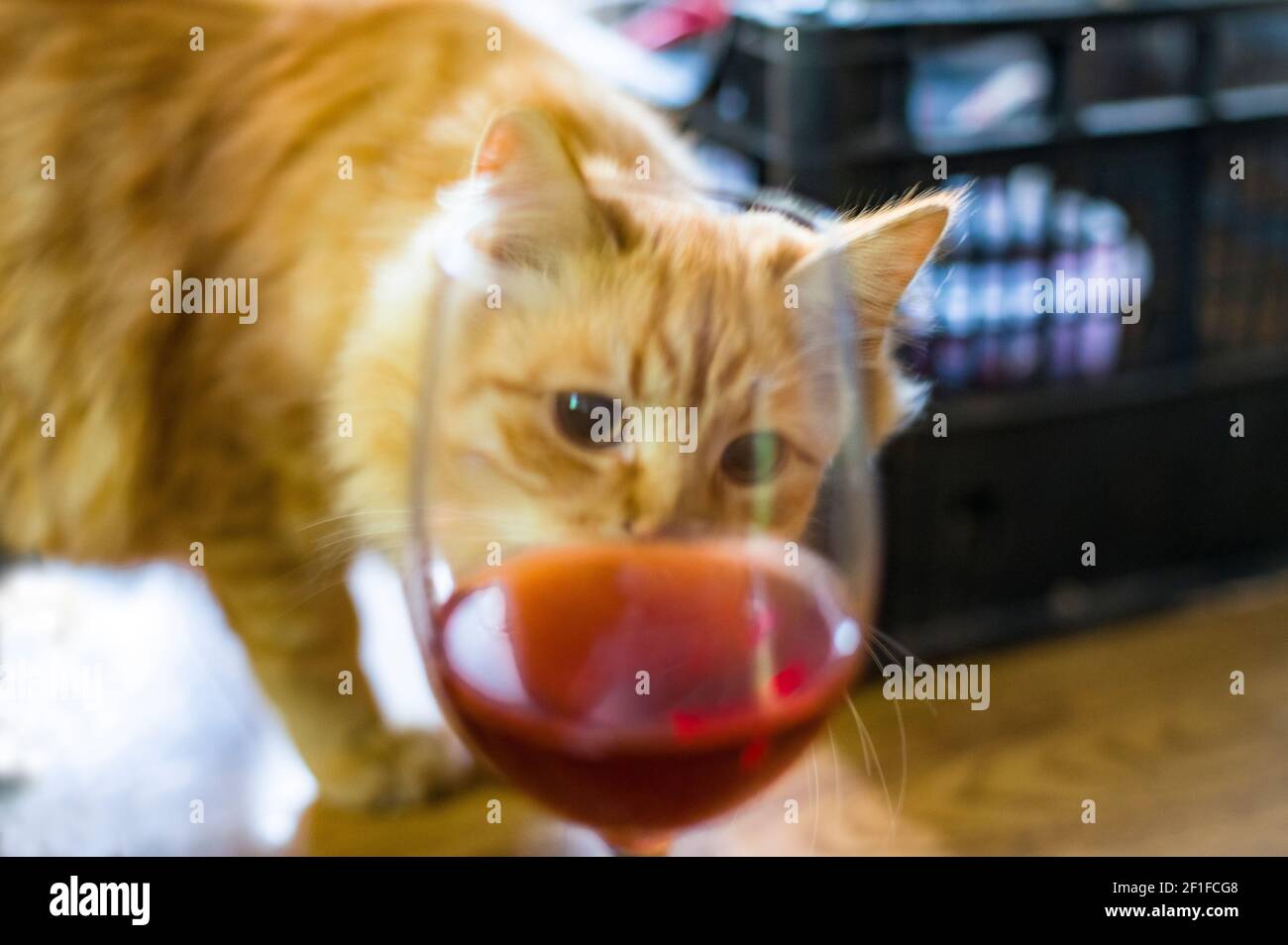 Junge rote Katze, die durch ein Glas Rosenwein schaut Stockfoto