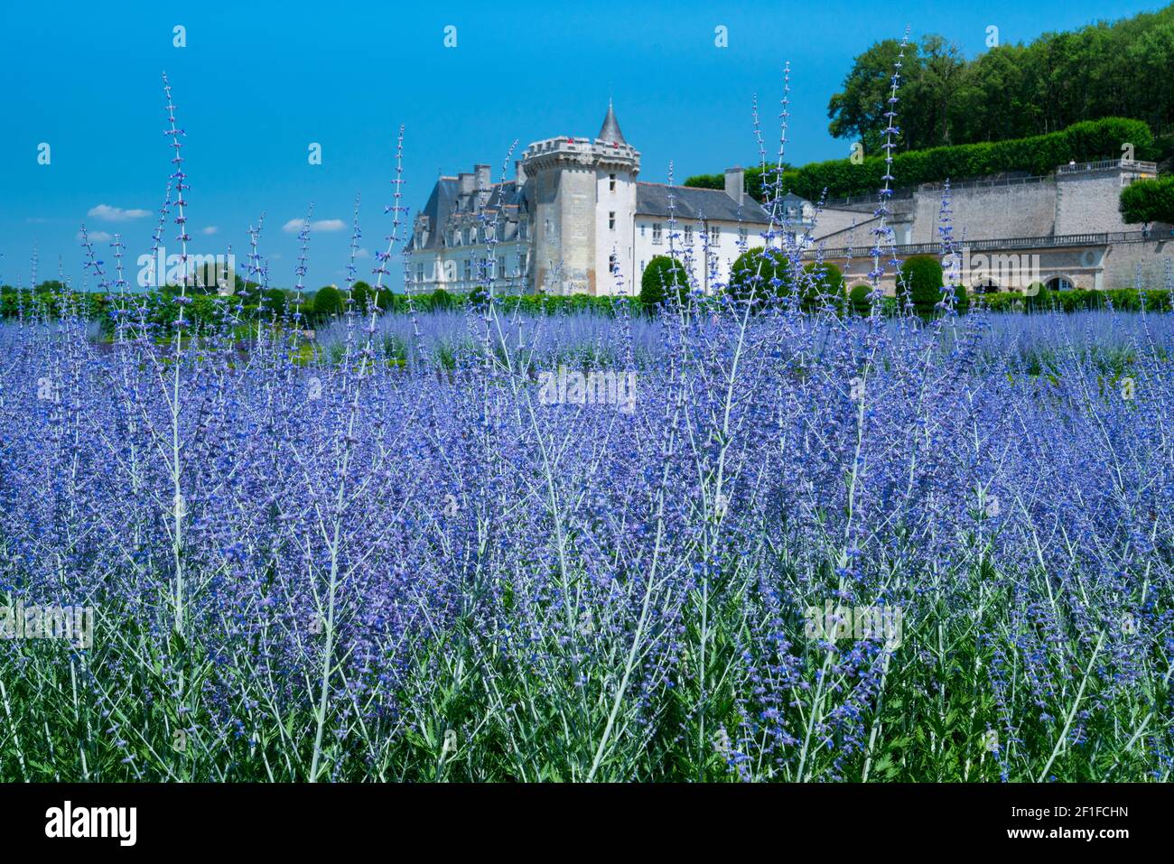 Schloss und violette Farben der Pflanzen, Französische Gärten, Ökologische Gartenarbeit, Schloss Villandry, Villandry, Departement Indre-et-Loire, Loire-Tal, F Stockfoto