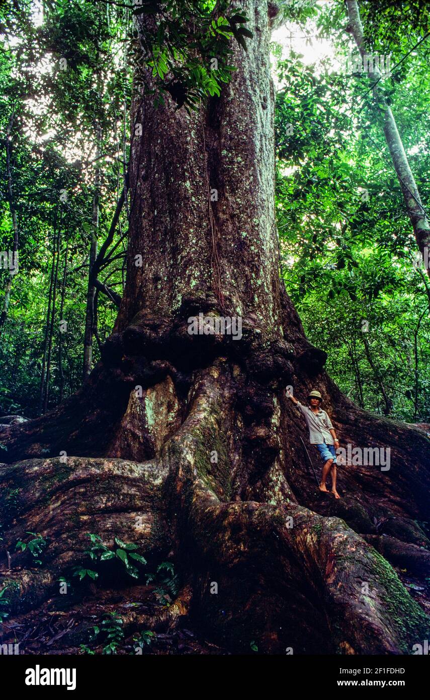 Der tausend Jahre alte Baum im CUC Phuong Wald, Nordvietnam, Juni 1980 Stockfoto