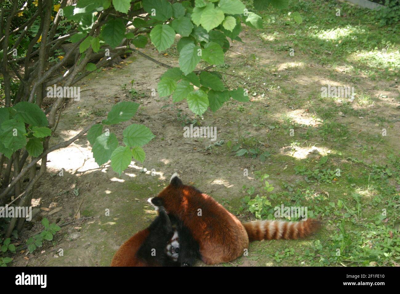 Süße rote Panda-Jungen, die an einem sonnigen Sommertag im Freigehege in einem Zoo spielen Stockfoto