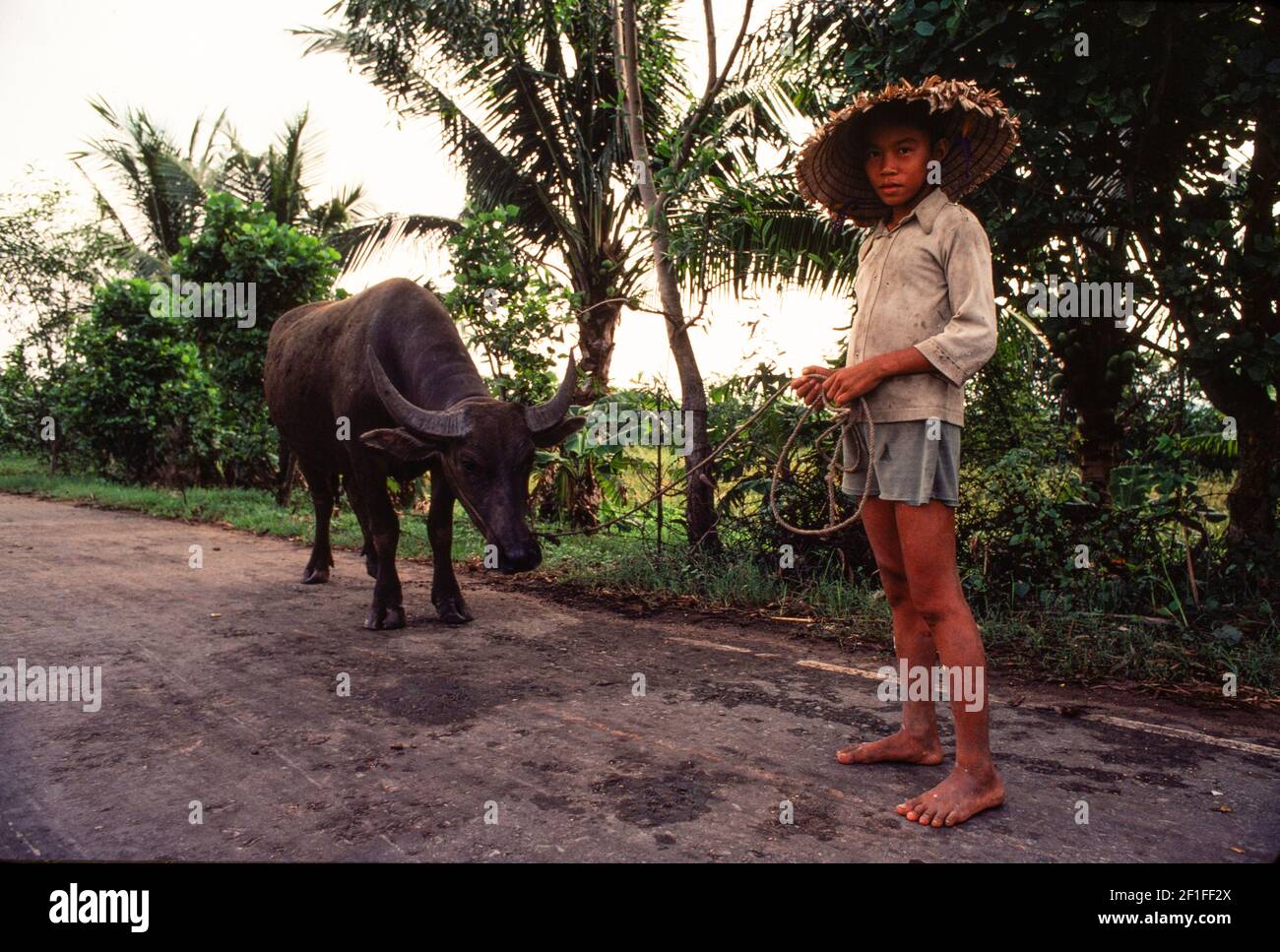 Ein kleiner Junge, der einen Ochsen führt, im ländlichen Südvietnam. In der Erntezeit werden Ochsen zum Pflügen von Reisfeldern und zum Ziehen von Rollen zum Dreschen von Reis verwendet. Stockfoto