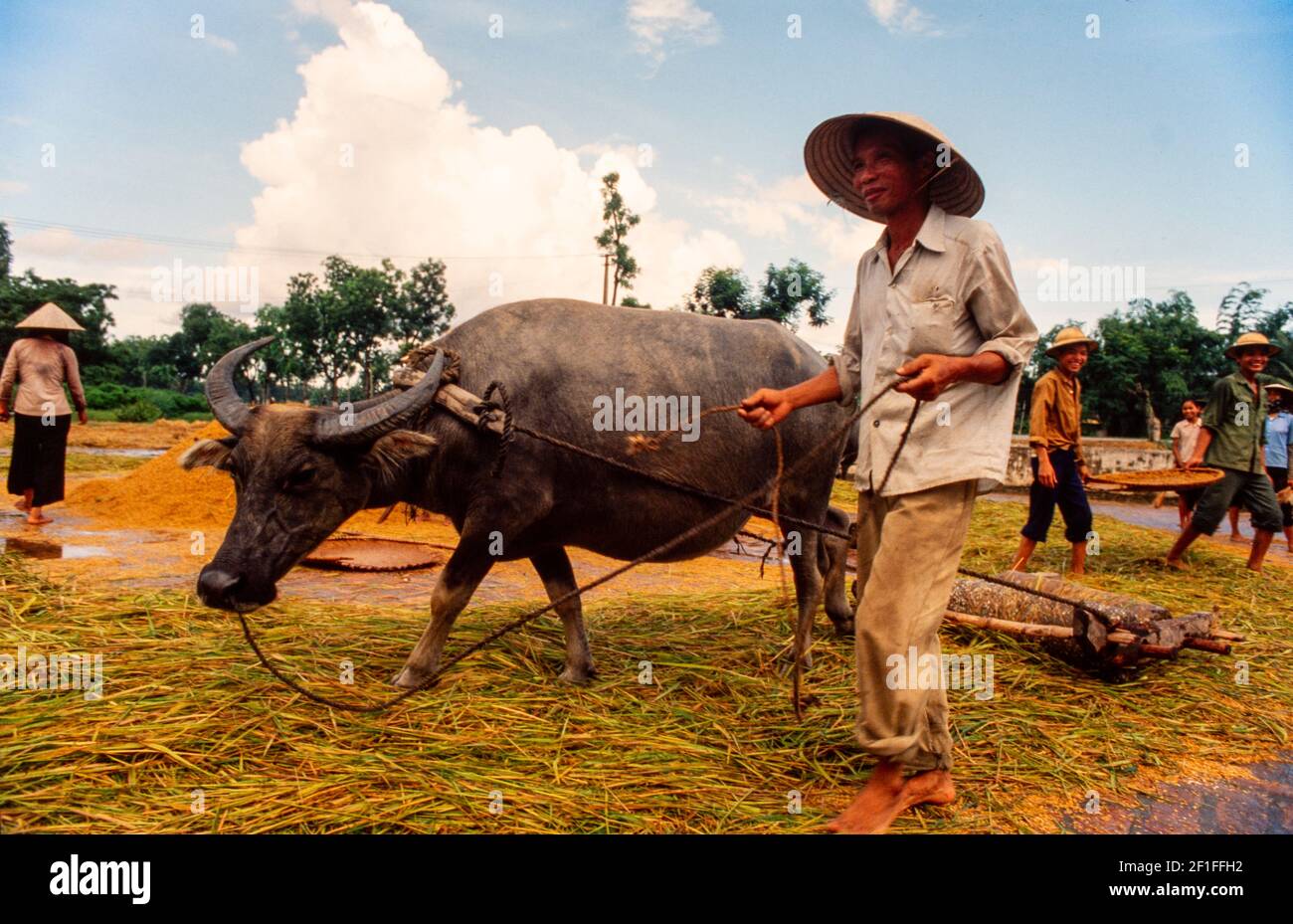 Umpflanzen Von Reis, Nordvietnam, Juni 1980 Stockfoto