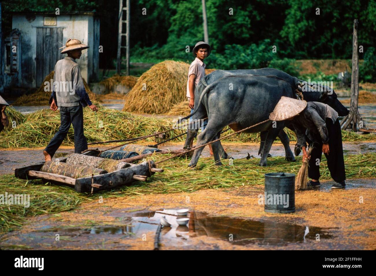 Umpflanzen Von Reis, Nordvietnam, Juni 1980 Stockfoto