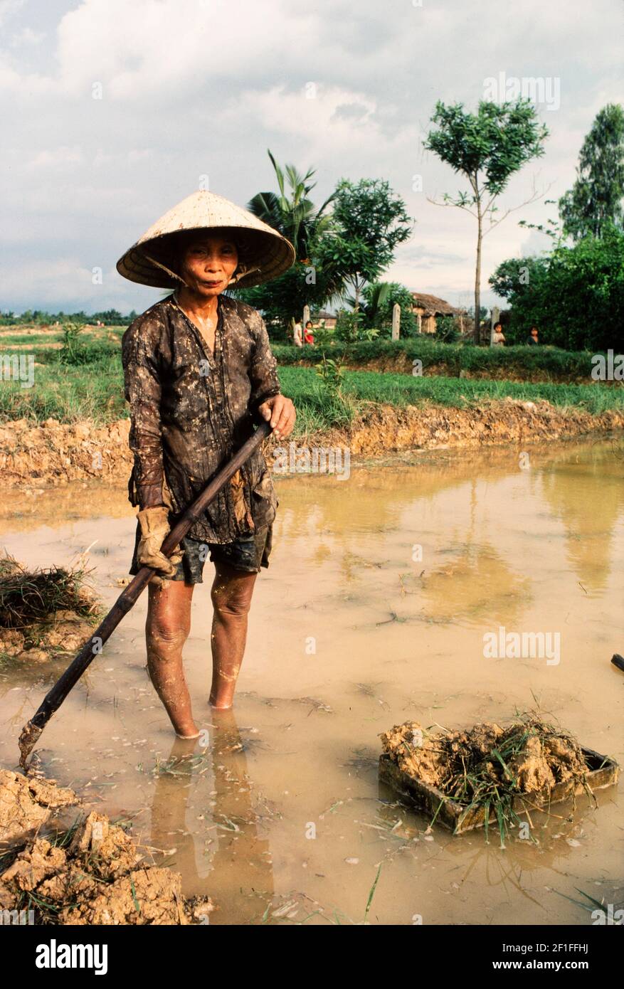 Umpflanzen Von Reis, Nordvietnam, Juni 1980 Stockfoto