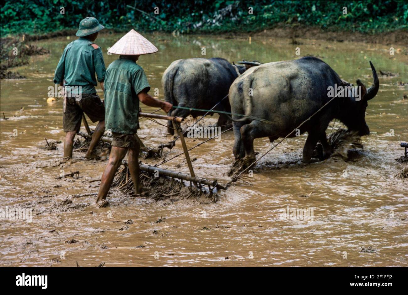 Umpflanzen Von Reis, Nordvietnam, Juni 1980 Stockfoto