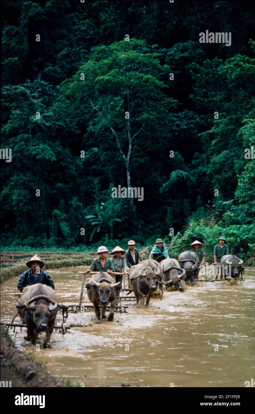 Umpflanzen Von Reis, Nordvietnam, Juni 1980 Stockfoto