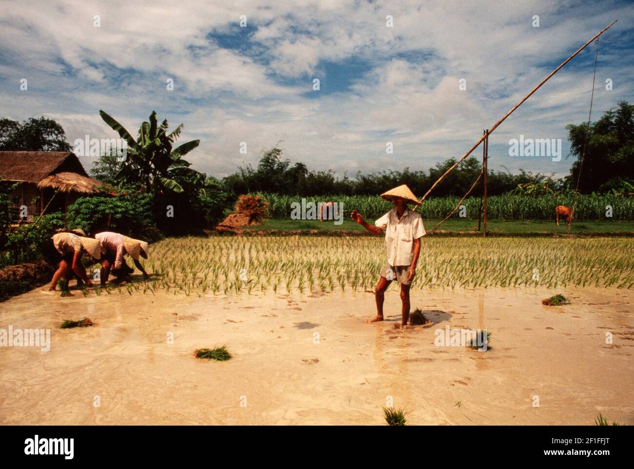 Umpflanzen Von Reis, Nordvietnam, Juni 1980 Stockfoto