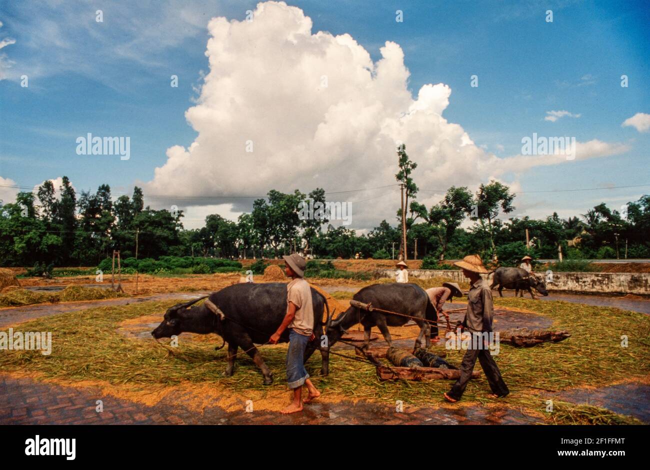 Umpflanzen Von Reis, Nordvietnam, Juni 1980 Stockfoto