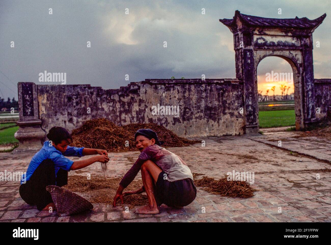 Umpflanzen Von Reis, Nordvietnam, Juni 1980 Stockfoto