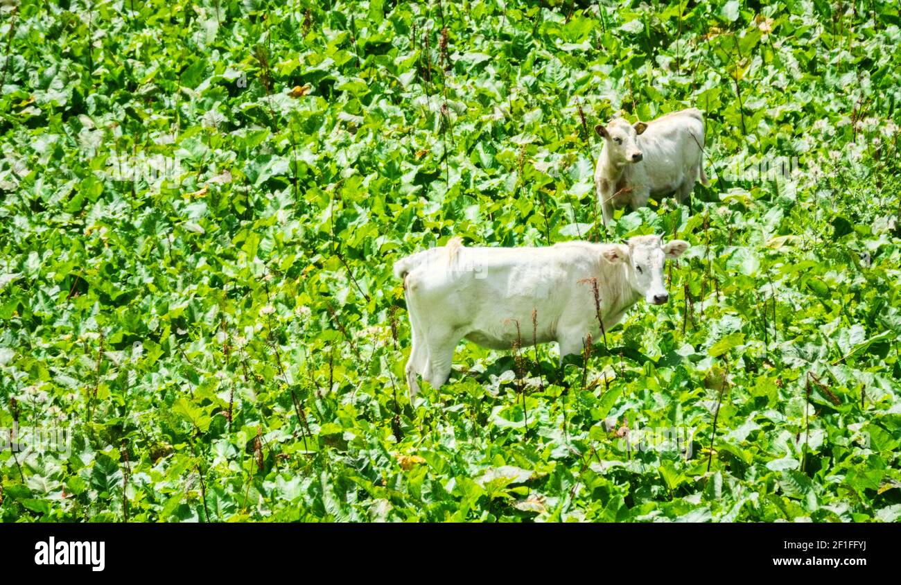 Rinder auf Almen im Hochsommer. Dickicht der großblättrigen Hochalpendock (Rumex alpinus). Schönes Bild von Schäferei, Pastoralismus Stockfoto