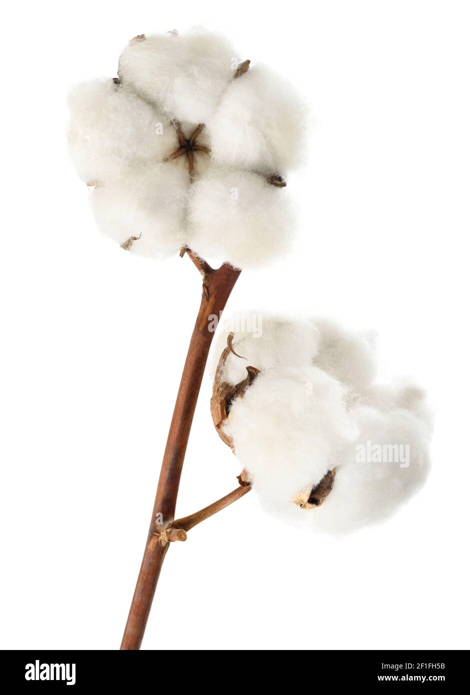 Baumwollzweig mit Blumen isoliert auf dem weißen Hintergrund Stockfoto