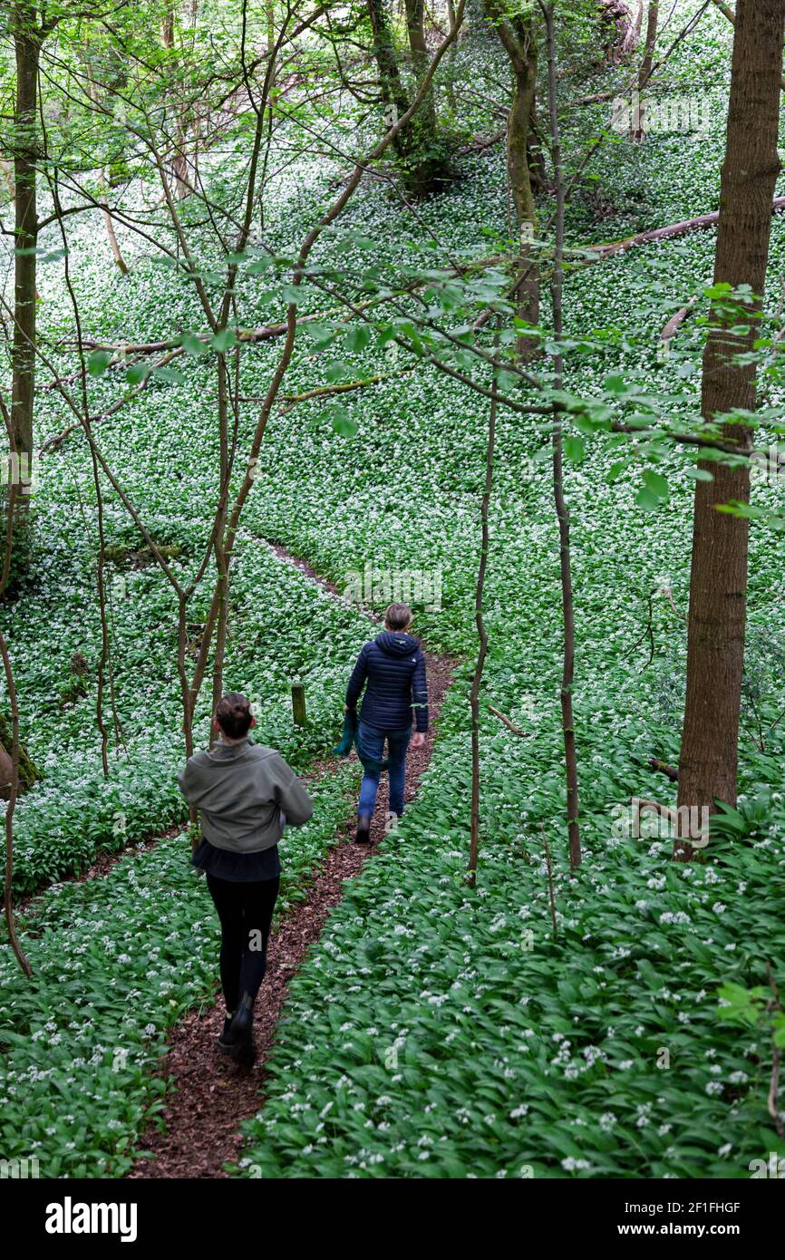 Zwei Frauen genießen einen Frühlingsspaziergang in wilden Knoblauchwäldern in der Nähe von Stroud, den Cotswolds, Gloucestershire, Großbritannien Stockfoto