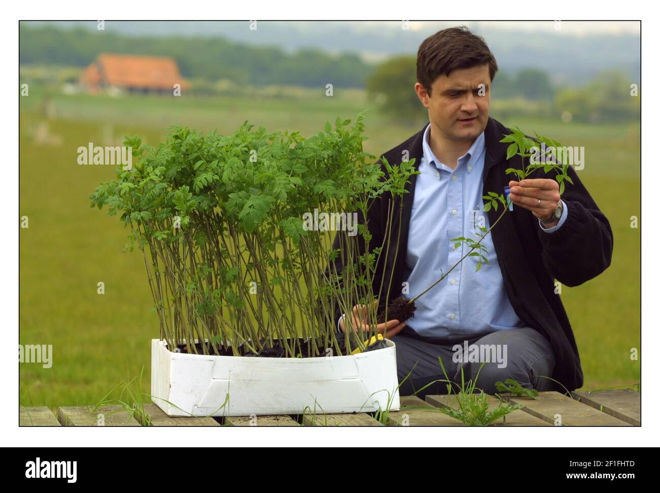 Thames Chase Community Forest....Broadfields Farm Heimat des Thames Chase Center, umgeben von einer Landschaft von jungen Wäldern.Joe Watts Teamleiter Forstbehörde überprüft junge Bäume vor der Pflanzung.BildDavid Sandison 3/5/2002 Stockfoto