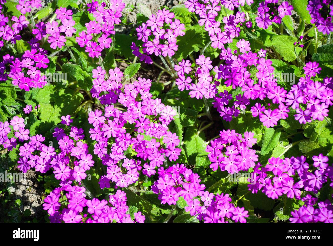 Hintergrund von schönen rosa Blumen Stockfoto Hintergrund von schönen rosa Blumen Stockfoto