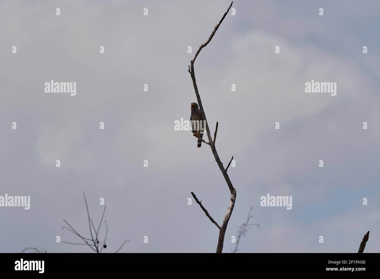 Der Straßenfalke, Rupornis magnirostris, ist ein relativ kleiner Raubvogel, der auf trockenen Ästen in der Tatacoa-Wüste in Kolumbien, Südamerika, sitzt Stockfoto