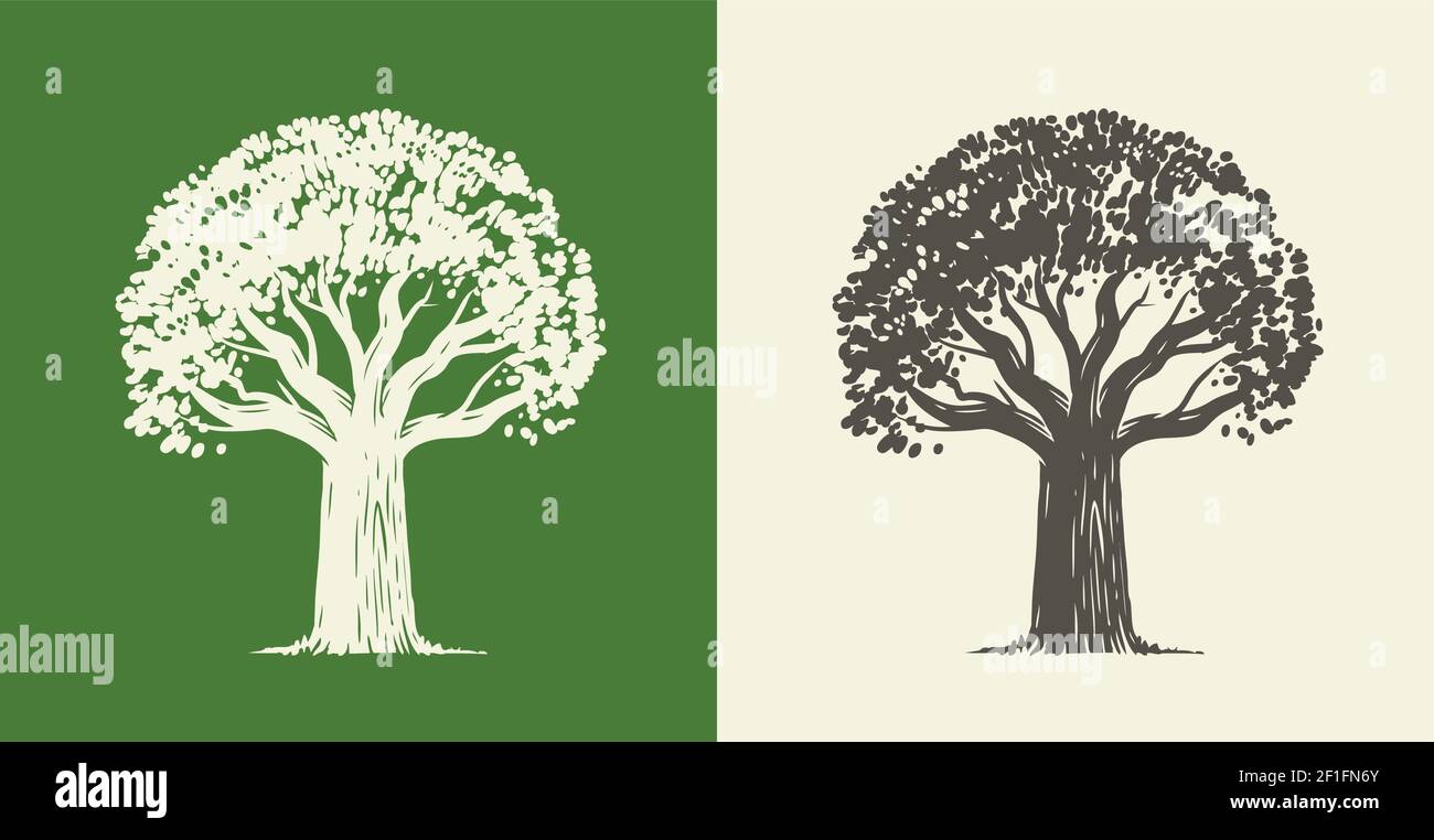 Baum Eiche im Vintage Gravur Stil. Vektorgrafik für Natursymbole Stock Vektor