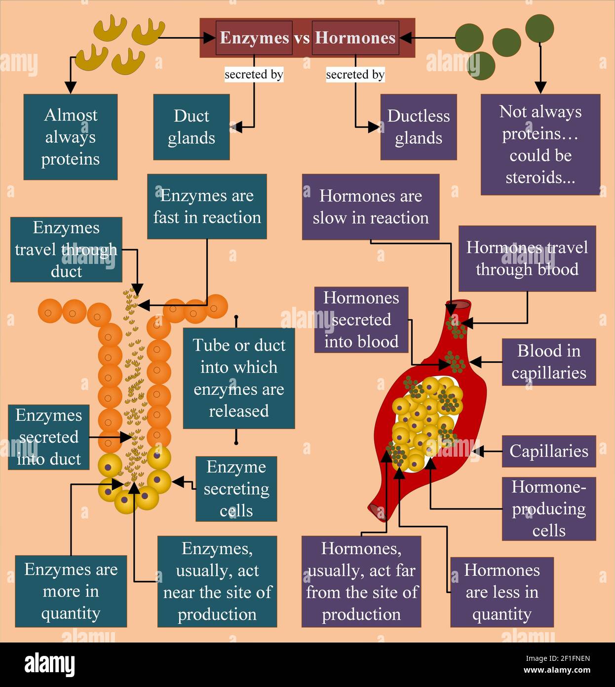 Enzym vs Hormon - Enzyme sind fast immer Proteine, und Hormone sind nicht immer Proteine Stockfoto