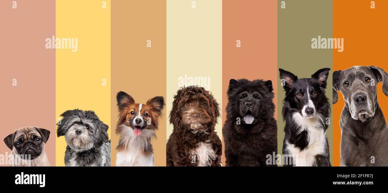 Sieben Hundeportraits vor einer erdigen natürlichen Farbpalette. Alle blicken in die Kamera Stockfoto