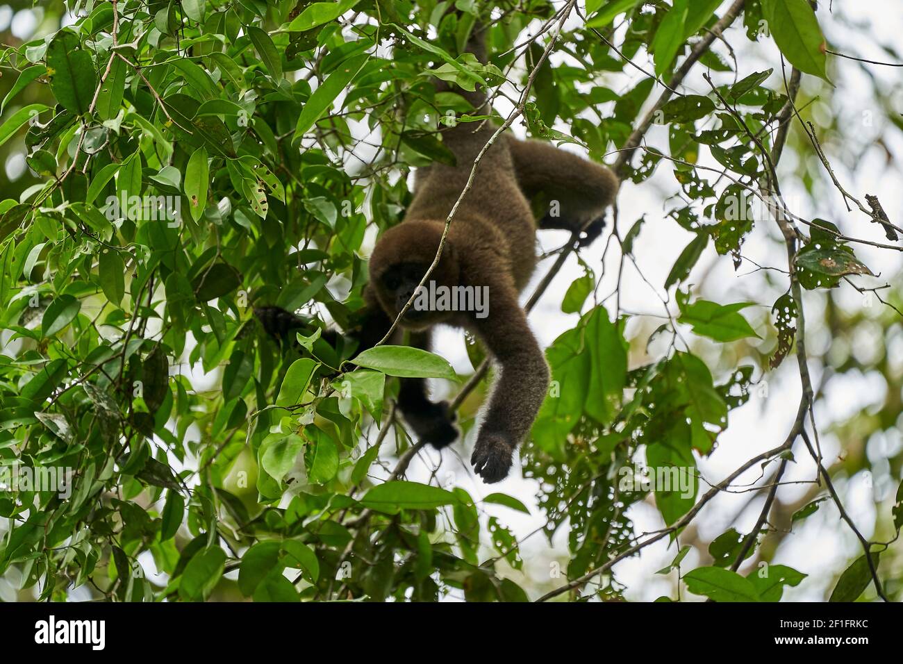 Brauner Wollaffe, gewöhnlicher oder Humboldts Wollaffe, Lagothrix lagothricha, Neuweltaffe aus Kolumbien, Ecuador, Peru und Brasilien, daran hängend Stockfoto