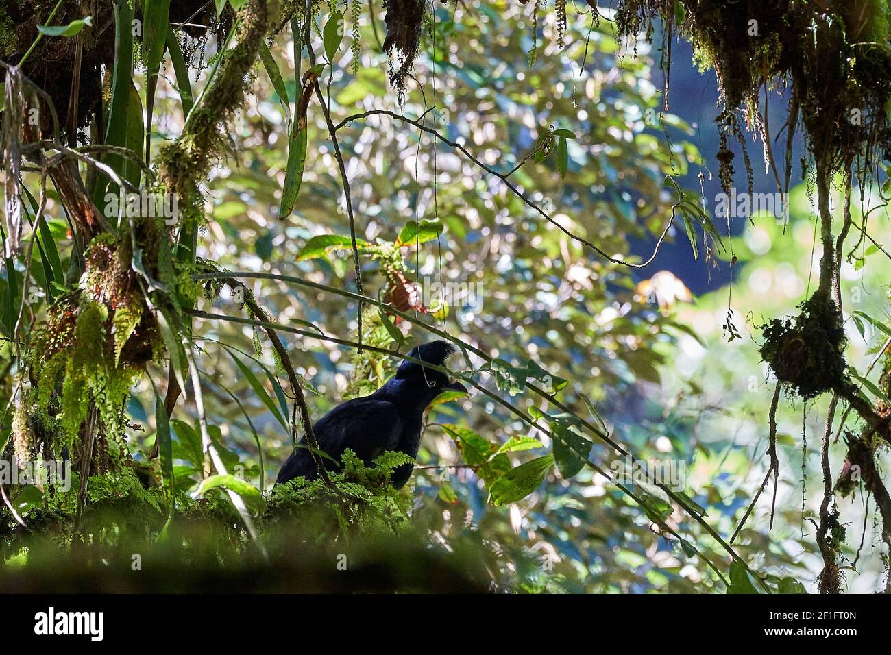 Seltene schwarze weibliche Amazonas-Schirmmasittich, Cephalopterus ornatus, sitzt im dichten amazonas-Regenwald Stockfoto