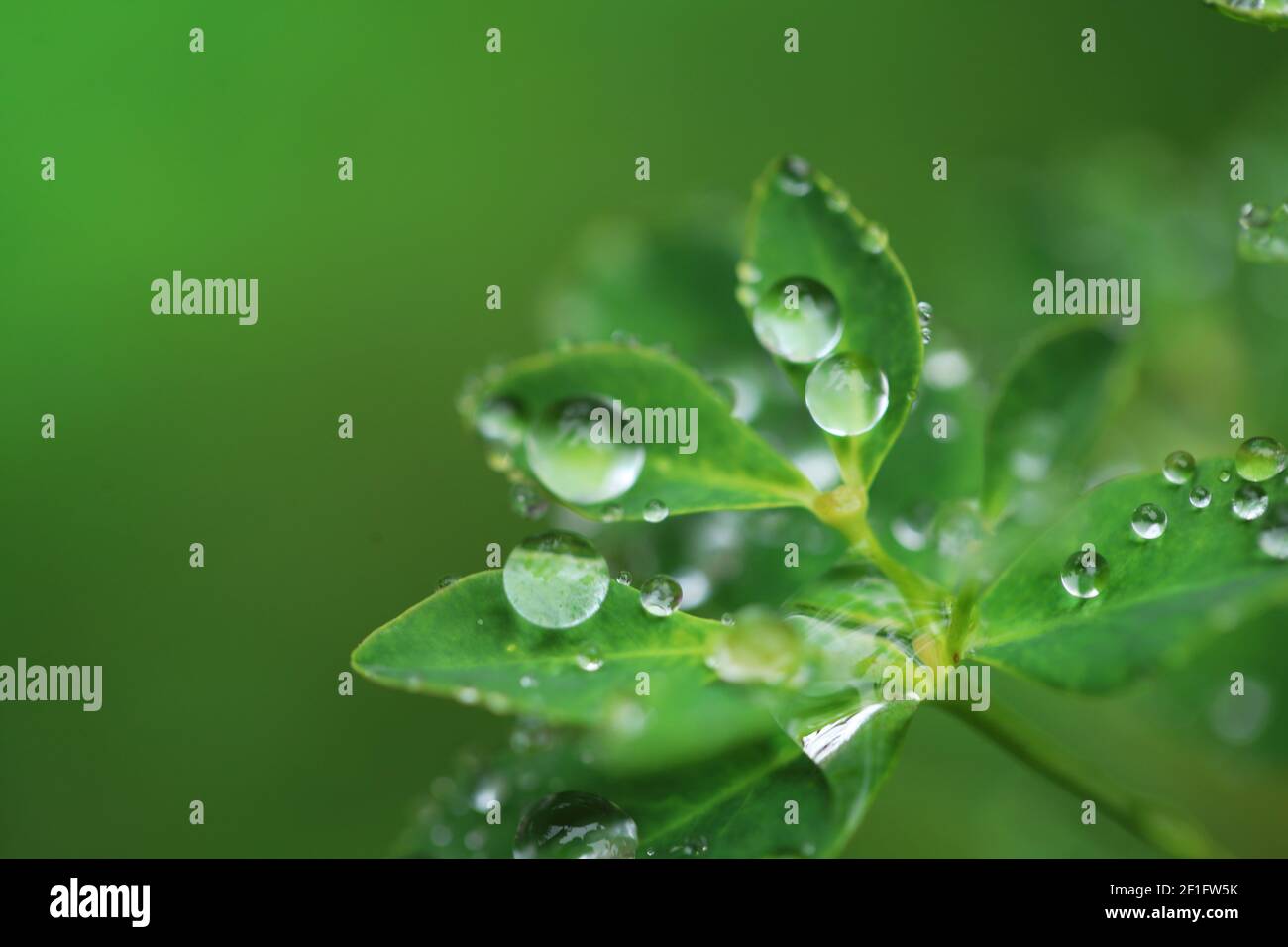 Tag Der Erde. Ökologisch . Grüne Blätter mit Wassertropfen auf verschwommenem hellgrünen Hintergrund.schöne Natur Hintergrund.Grüne Pflanzen auf grünem Hintergrund Stockfoto