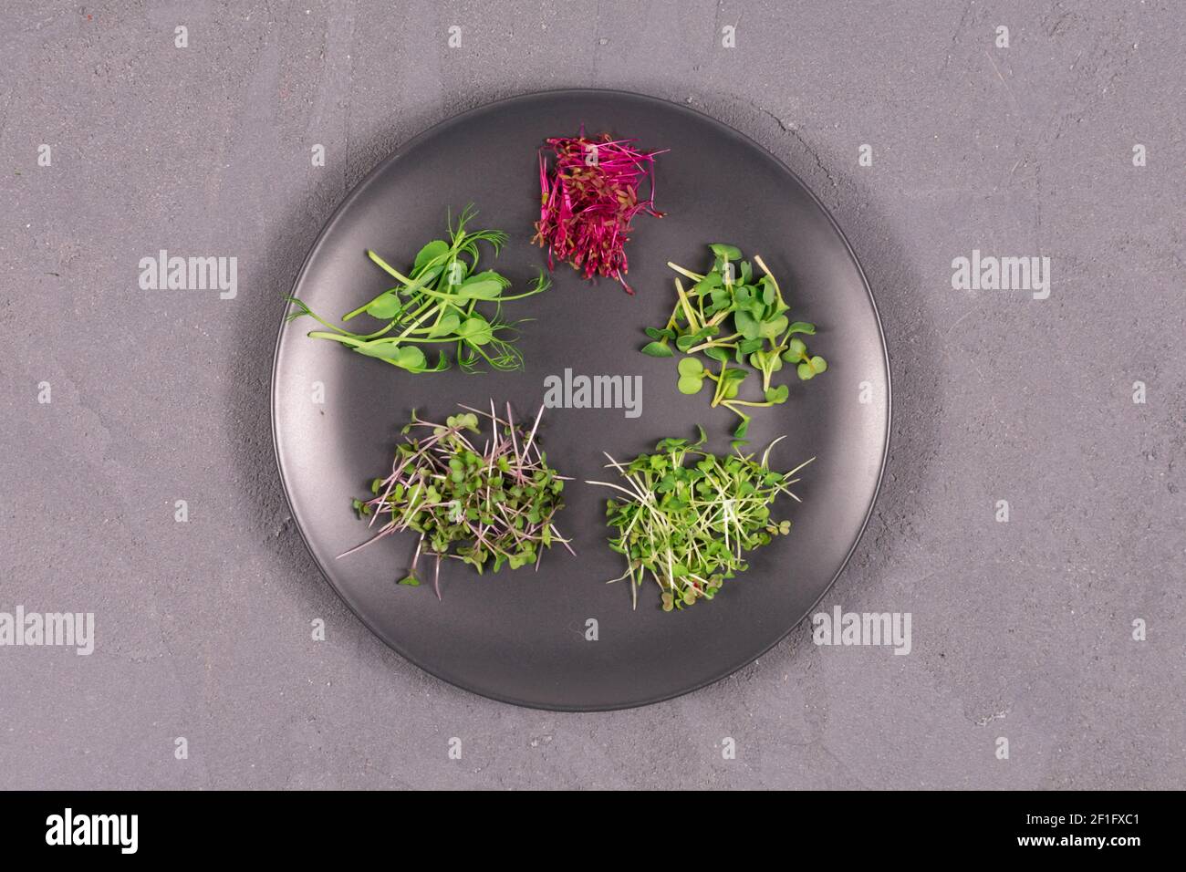 Sprossen auf einer grauen Platte auf einem grauen Hintergrund. Grünkohl, Senf, Rucola, Erbsen, Amaranth, Antioxidans, Detox, Diät, Salat zu ergänzen. Vegan Stockfoto