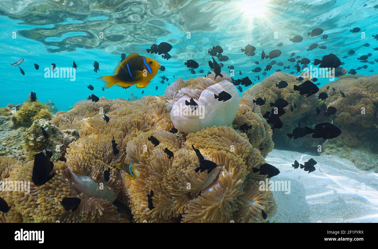 Tropischer Fisch (Damegoist und Clownfisch) mit Seeanemonen im Ozean, Pazifik, Französisch-Polynesien Stockfoto