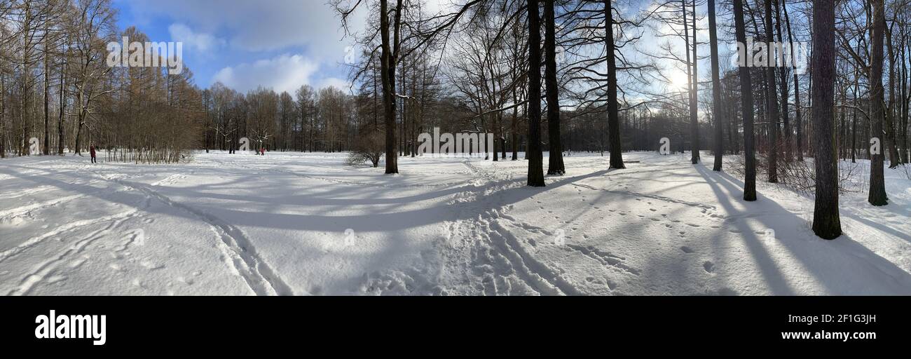 Panoramabild des Winterparks, Schatten der schwarzen Baumstämme bei Sonnenuntergang Stockfoto