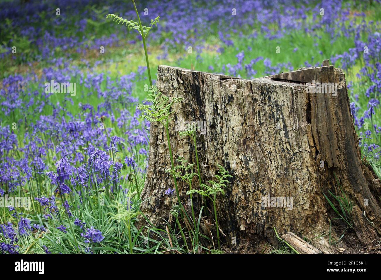 Frühlings-Bluebell, Hyacinthoides non scripta, Blumenholz mit einem großen verfallenden Baumstumpf im Vordergrund und Bluebells verschwommen im Hintergrund. Stockfoto