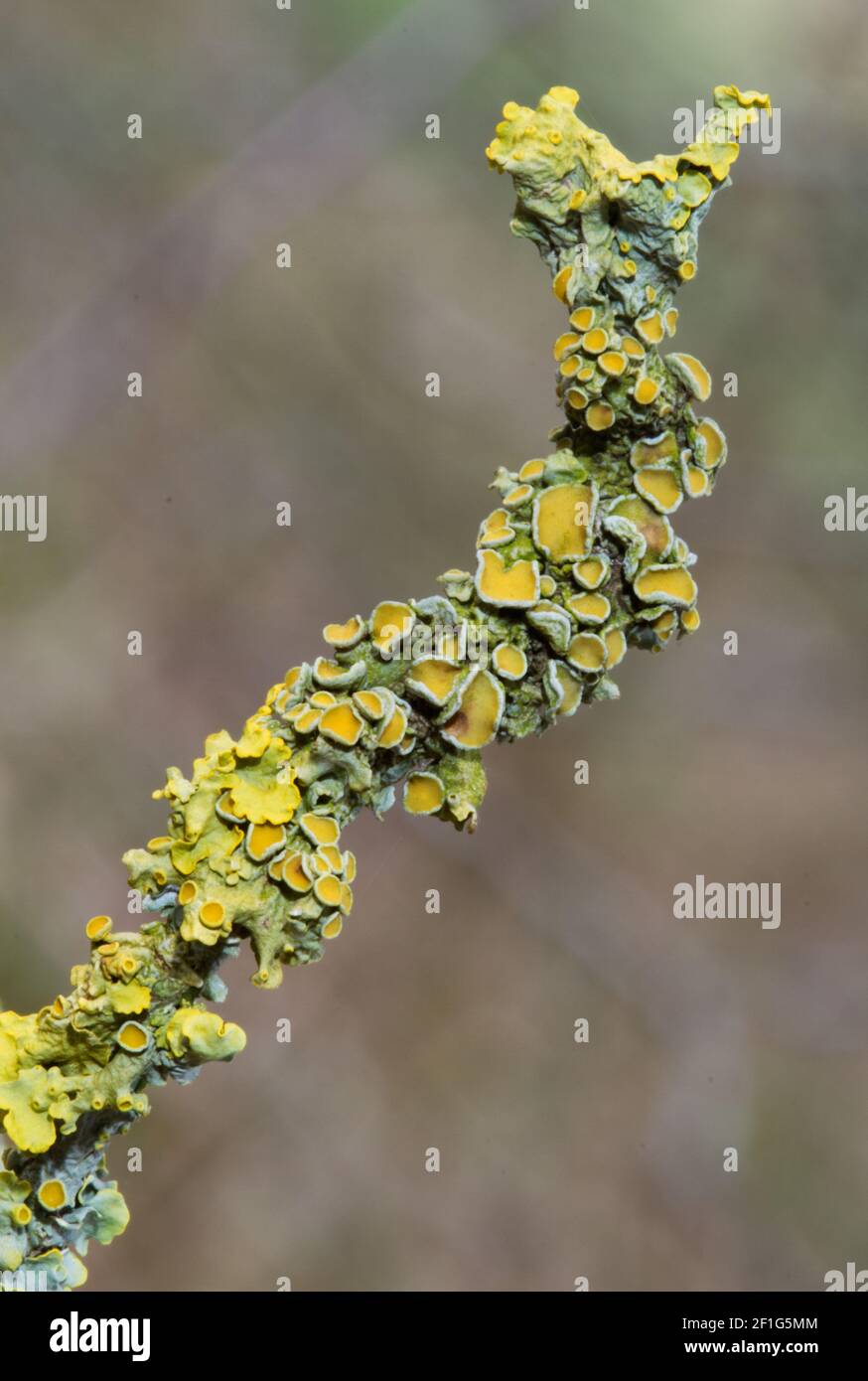Nahaufnahme der Gemeinen Orangenflechte, die auf einem Ast wächst Hawthorn Stockfoto
