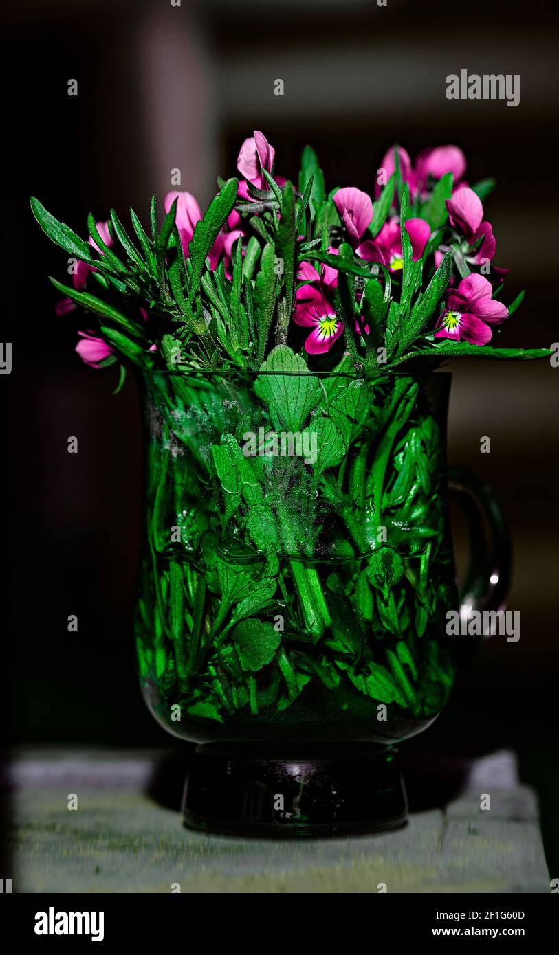 Blumenzusammensetzung. Bouquet von Viola tricolor Blumen in einem Vintage-Glas, auf einem dunklen Hintergrund Stockfoto