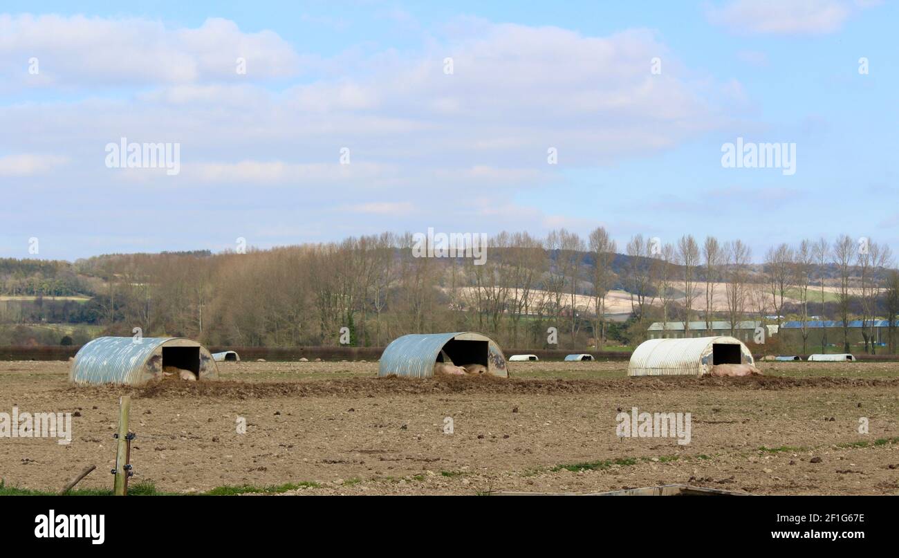 Freilandschweinfarm mit Metallunterkünften zum Schutz. Dieses kleine Schwein blieb zu Hause. Stockfoto
