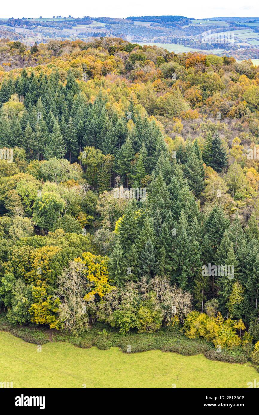 Herbst im Wye Valley - Mischwald an den Hängen des Coppett Hill von Symonds Yat Rock, Herefodshire UK aus gesehen Stockfoto