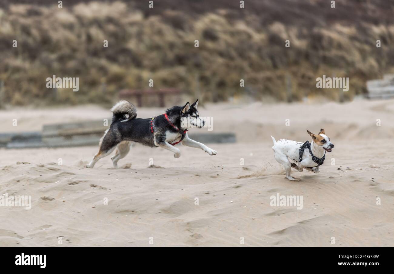 Husky mit geschlossenen Augen spielt wegen des spritzenden Sandes Und mit Jack Russel Terrier am Strand hinterher laufen Mit spritzenden Sand Stockfoto
