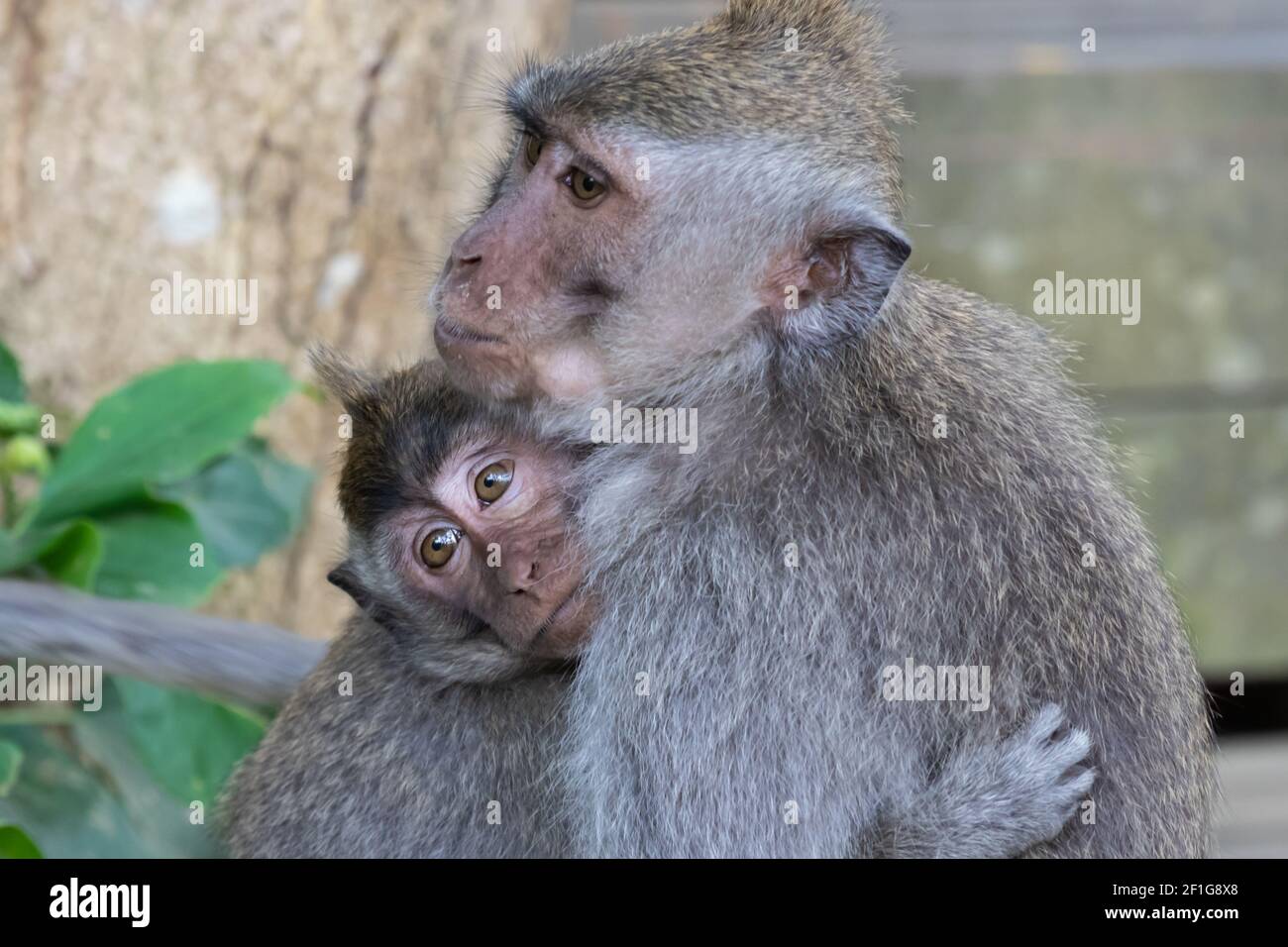 Makaken-Affenpaar in Ubud, Bali, Indonesien. Die jüngere umarmt ihre Mutter und schaut in die Ferne. Stockfoto