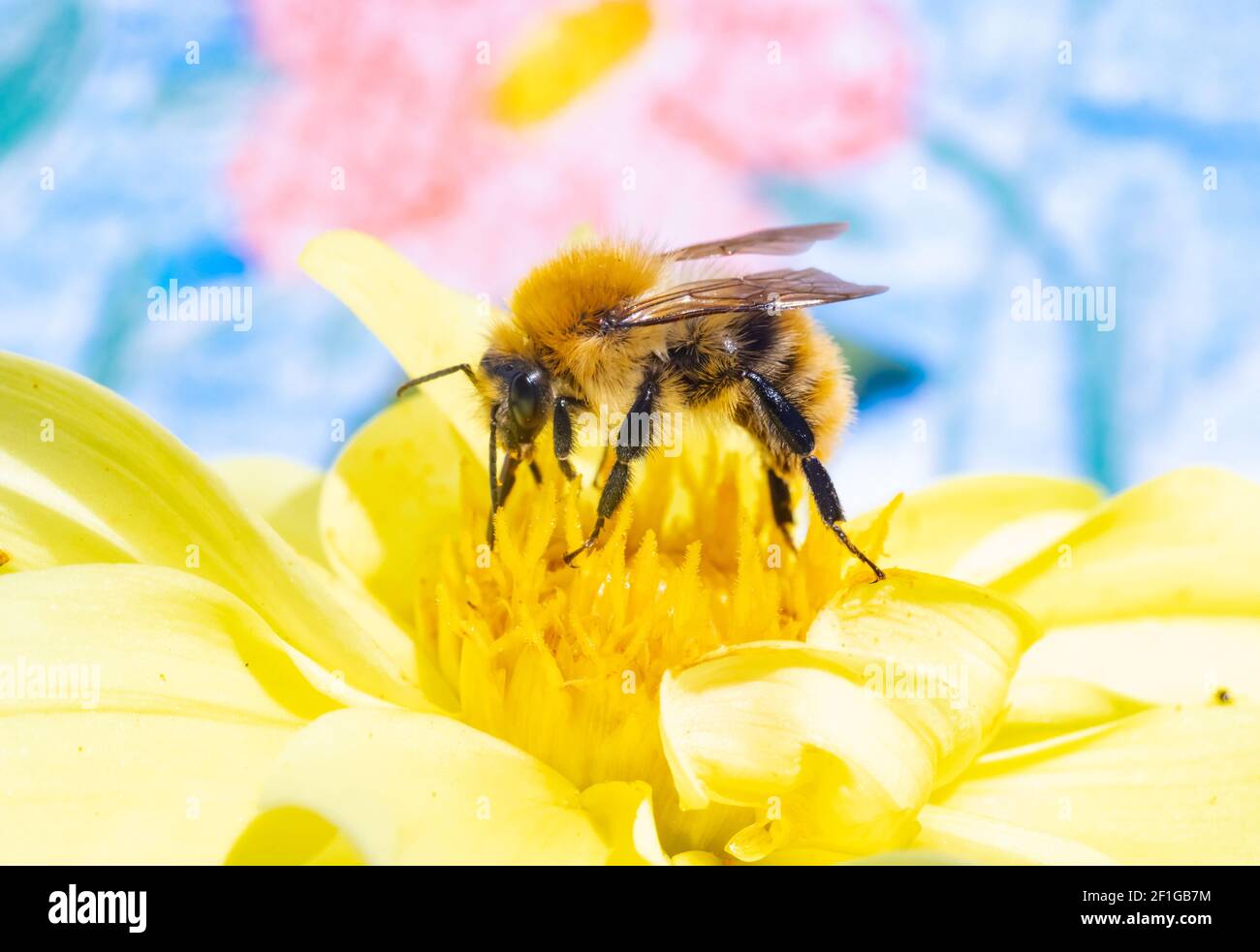 Eine Hummel sammelt Pollen in einer gelben Blume. Eine bescheidene Biene, die an einer Gartenblume arbeitet. Stockfoto