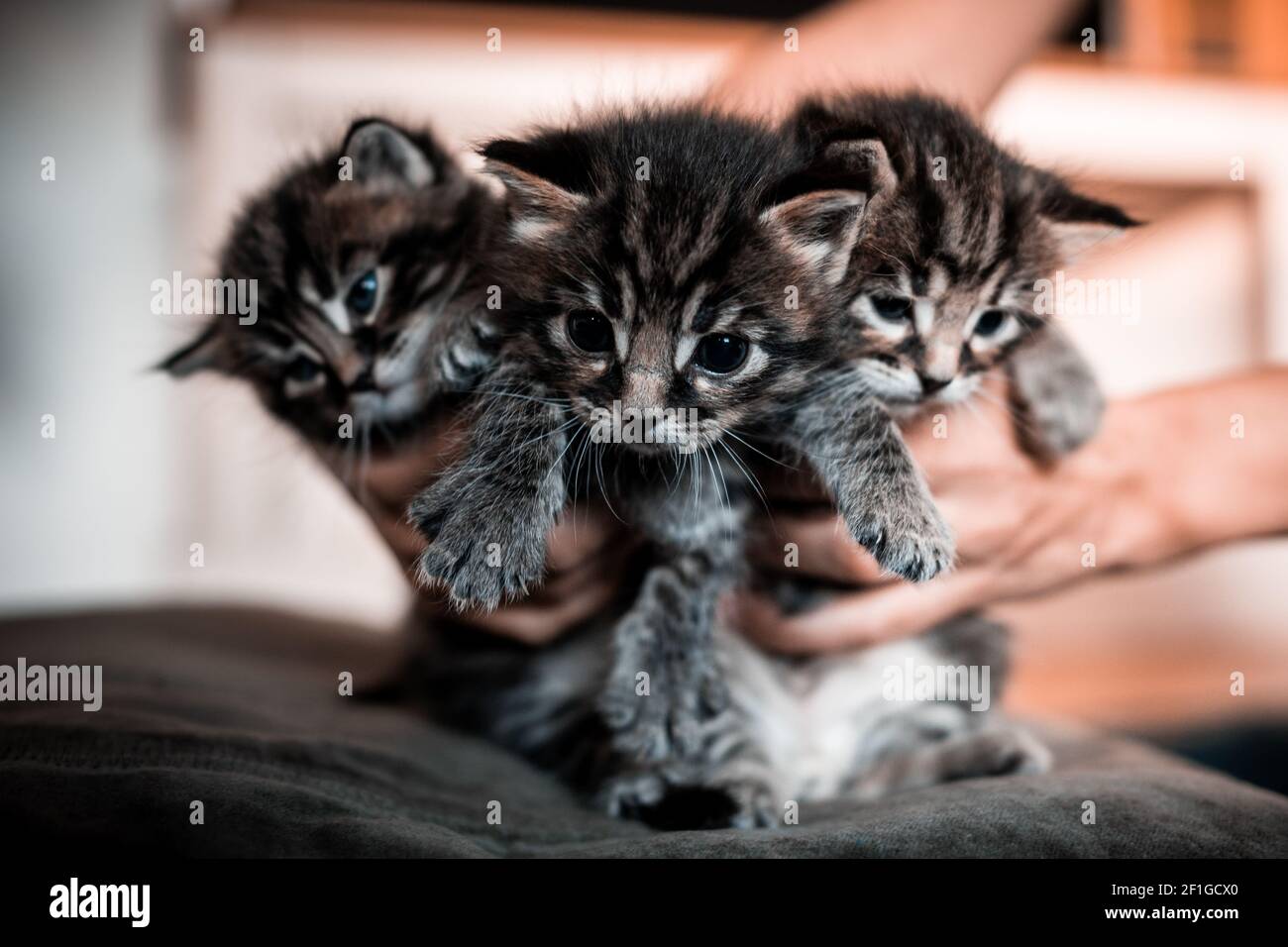 Glücklich Ragdoll Kätzchen gefangen in einem Schnappschuss Stockfoto
