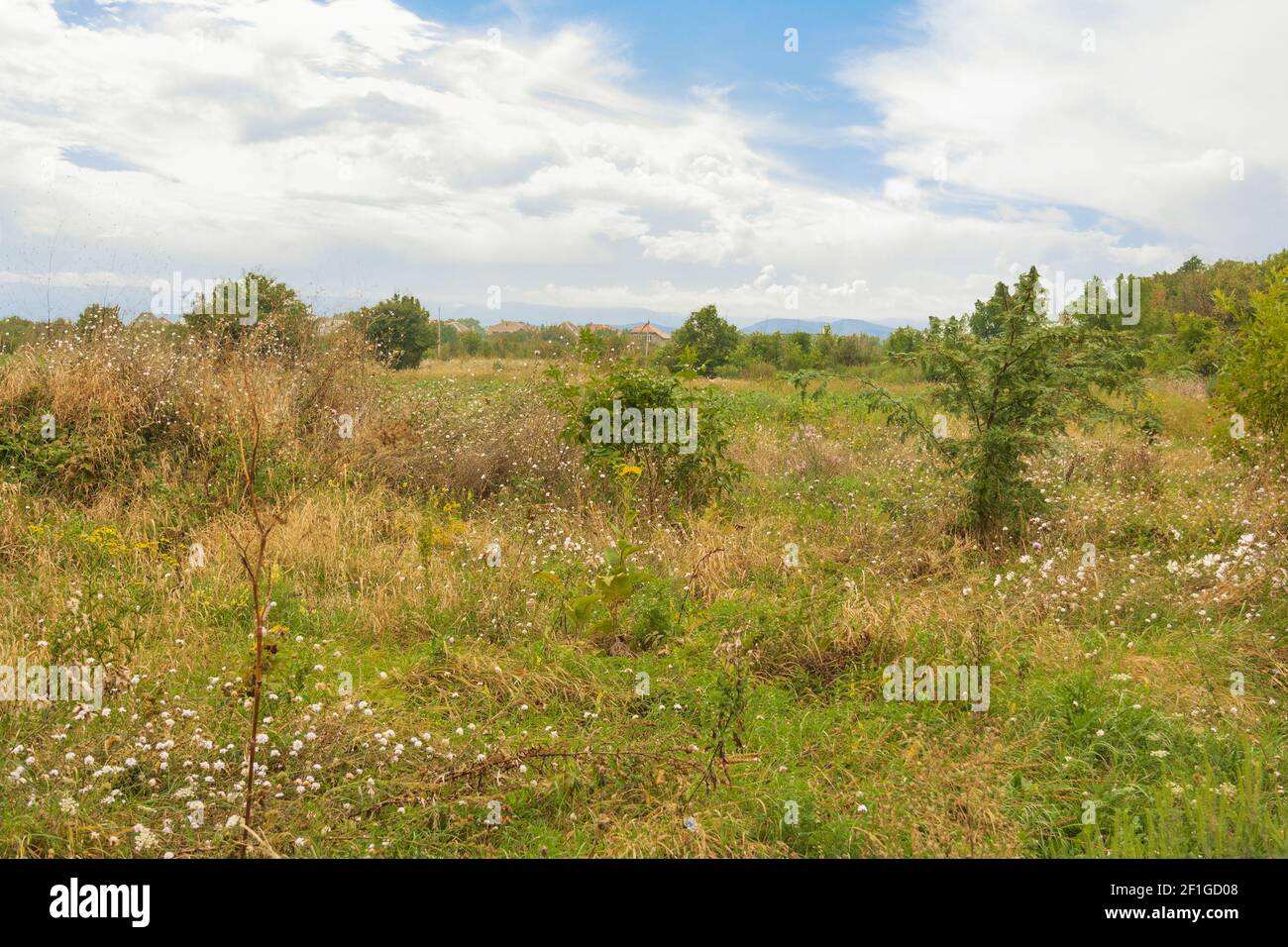 Landschaft der Landschaft, Feld mit Unkraut und Sträuchern überwuchert Stockfoto