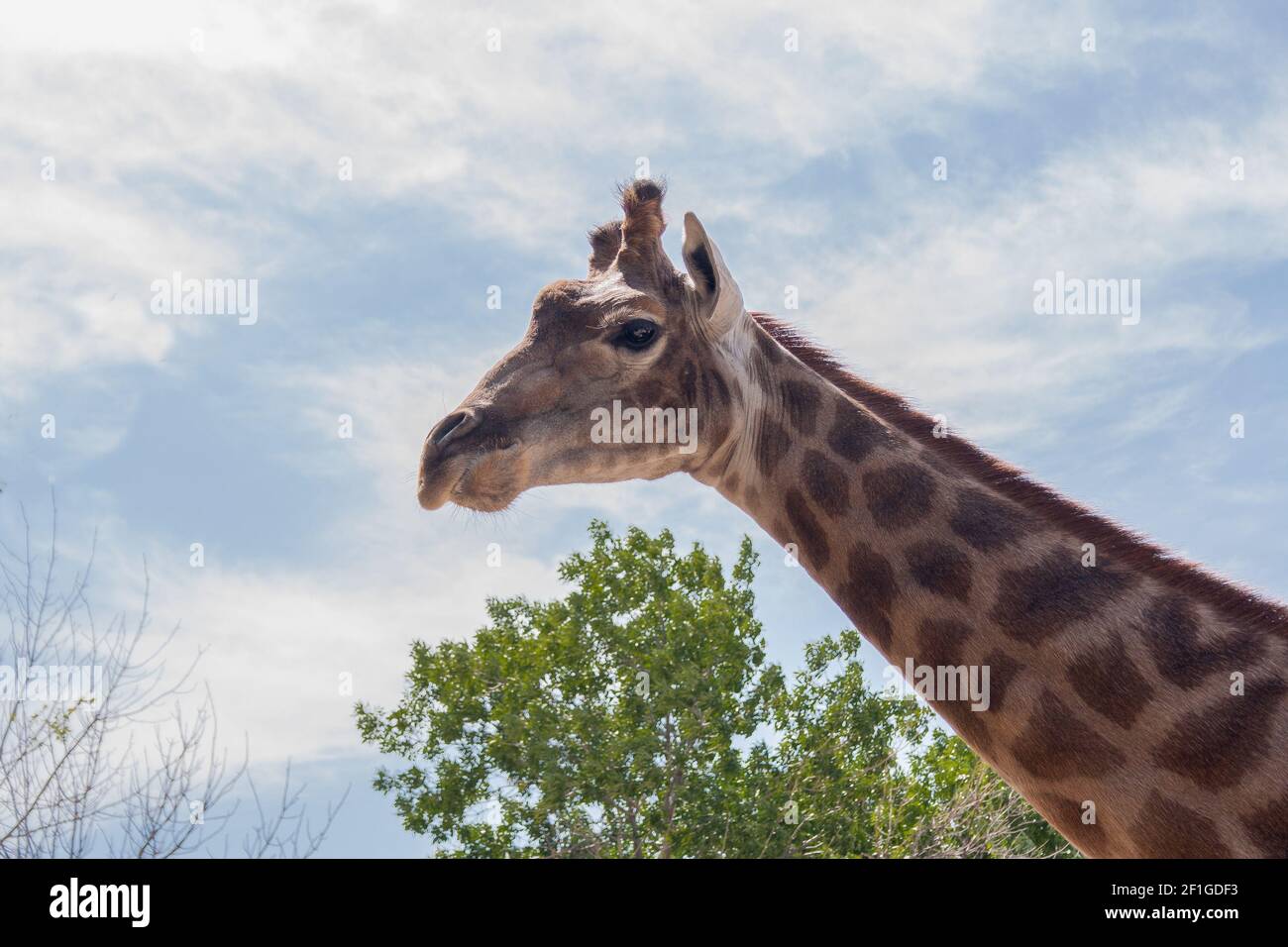 Säugetiergiraffe schaut auf die Kamera Stockfoto