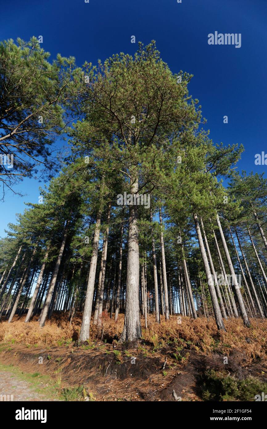 Kiefern vor einem satten blauen Himmel im Wareham Forest Dorset Stockfoto