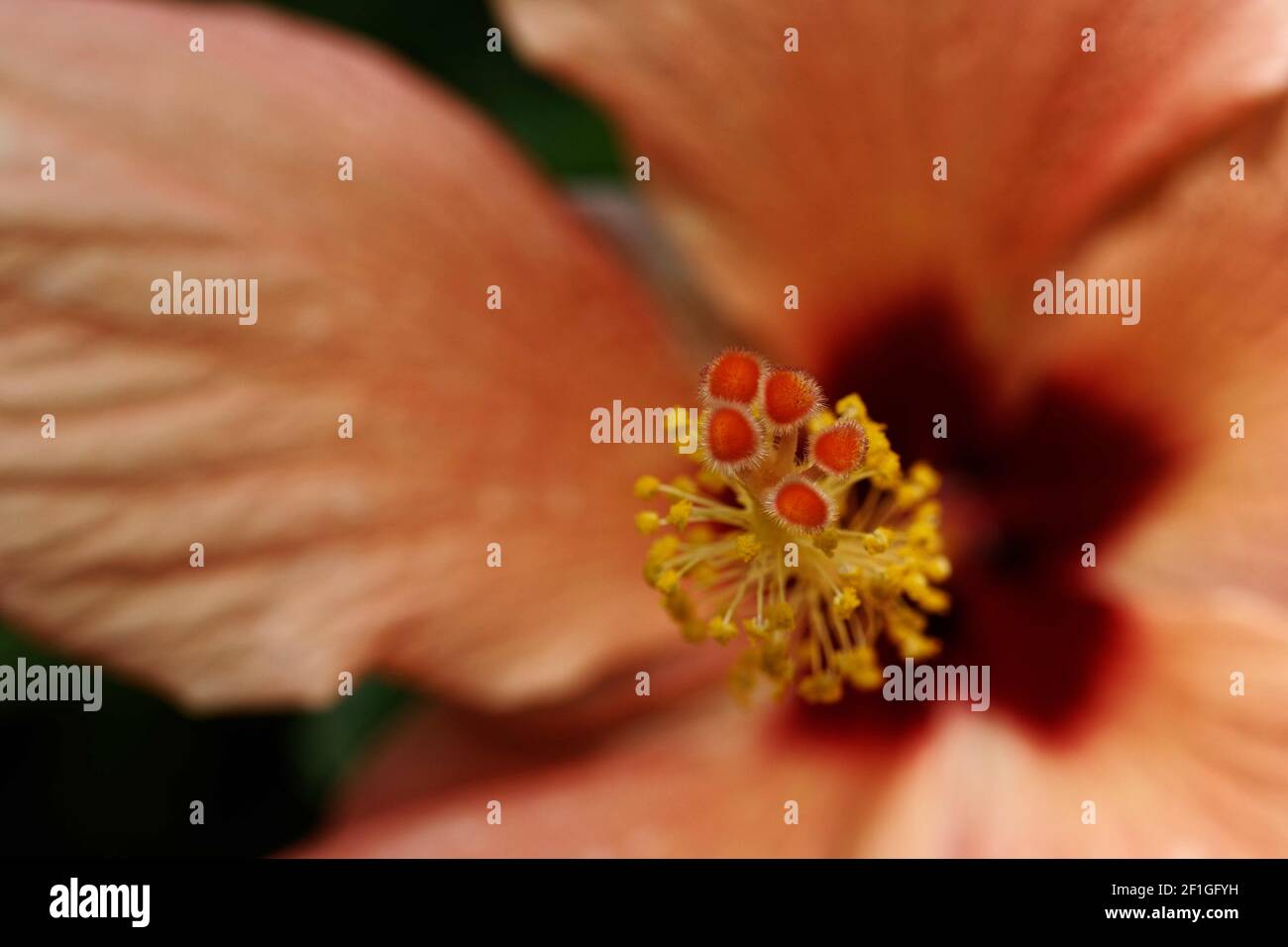 Apricot Parade Hibiscus zeigt kräftige pfirsichfarbene Blüten mit gelben Obertönen, roten Augen und gelben Anthern an den Enden der Zweige. Stockfoto