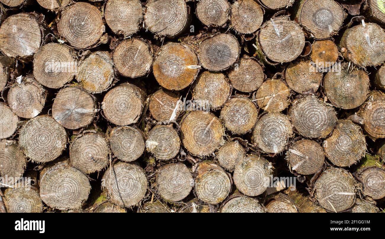 Schnittholz abgesägt Stockfoto